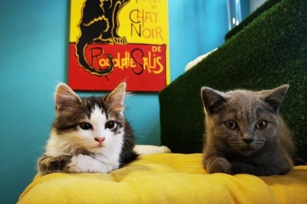 Cat Museum Budapest - doromboló élmények
