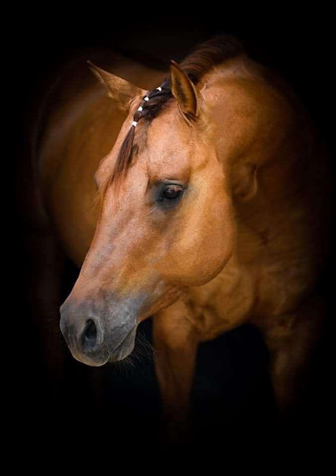 Airport Ranch élménylovaglás - 1